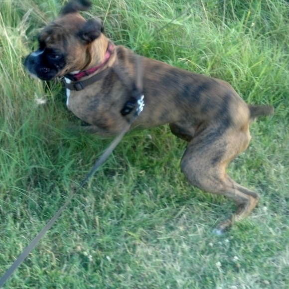 RIP Moses 2/29/20 :( - Picture 4 of 4